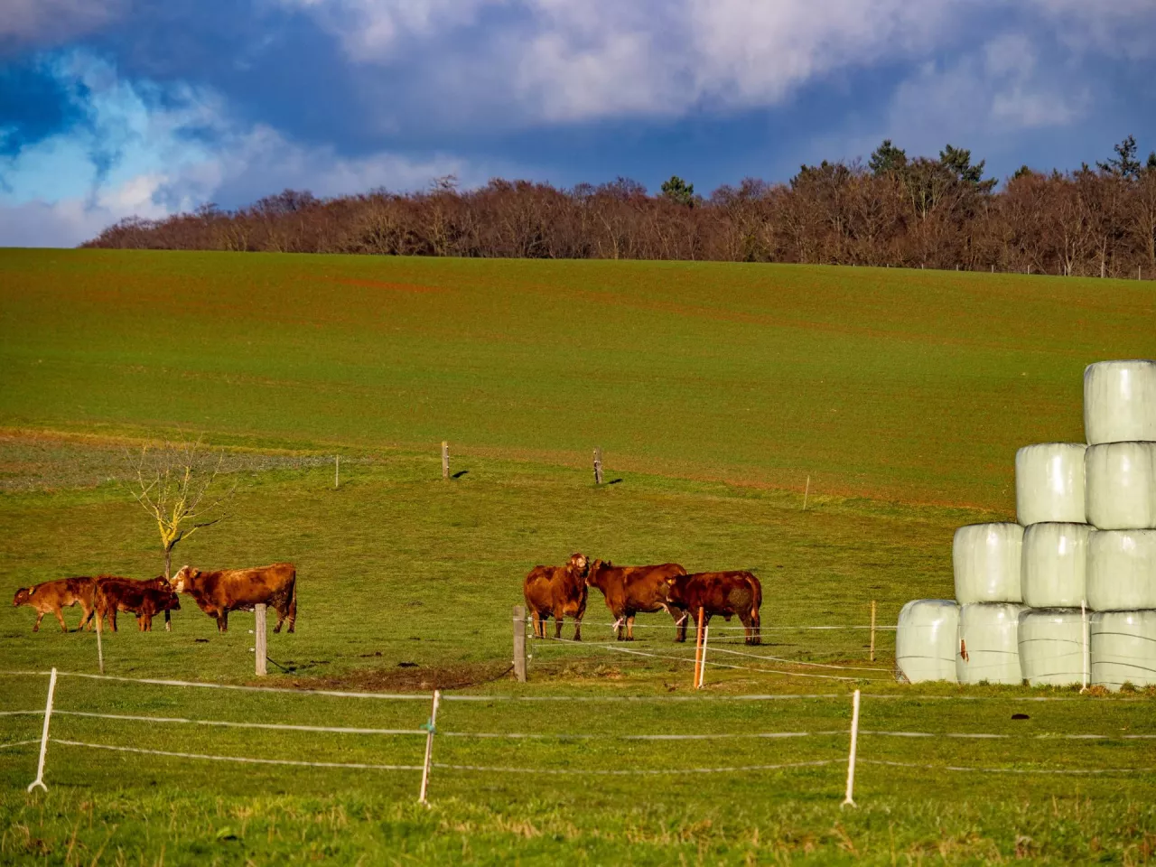 Bydło pasące się na łące