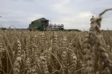 pszenica kłosy kombajn w tle