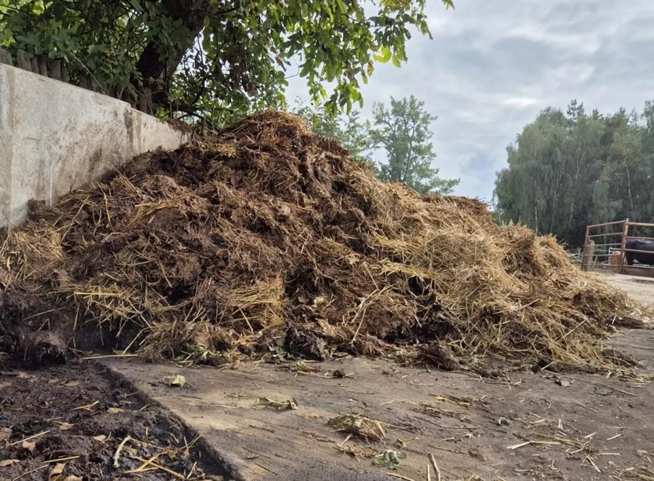 Obornik, obornik na polu, składowanie obornika