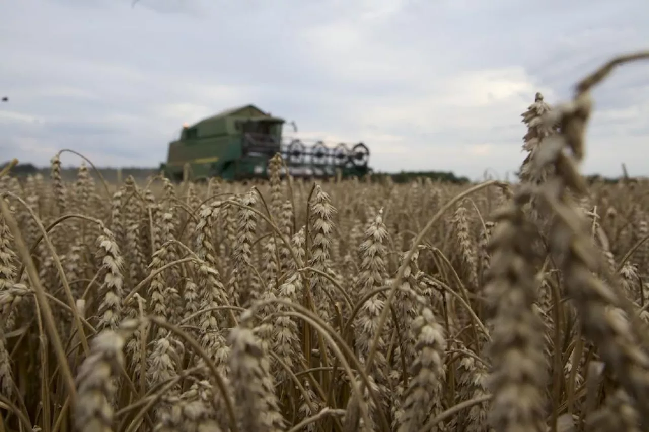 pszenica kłosy kombajn w tle