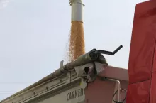 Zboże zsypywane z rury do przyczepy ciężarowej