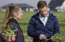 Jesienna regulacja rzepaku