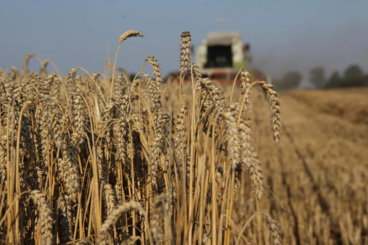 Koszony łan pszenicy