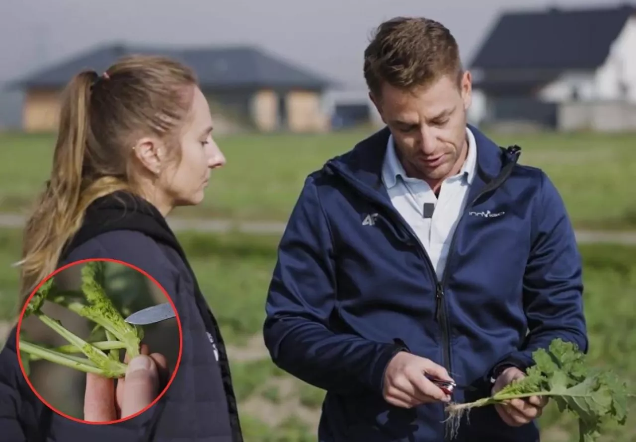 Jesienna regulacja rzepaku