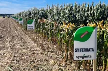 Dni Pola Kłecko Syngenta