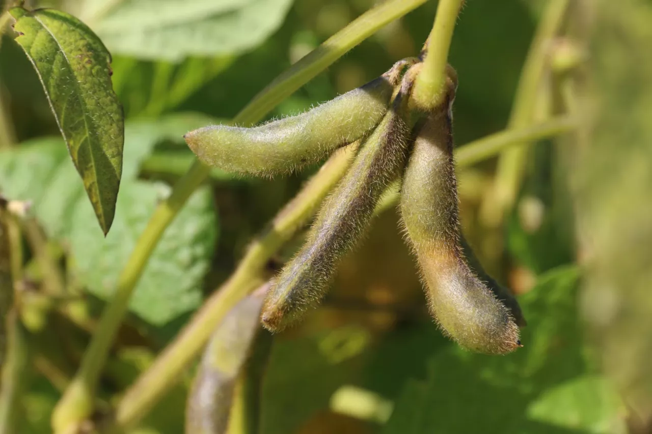 soja strąki
