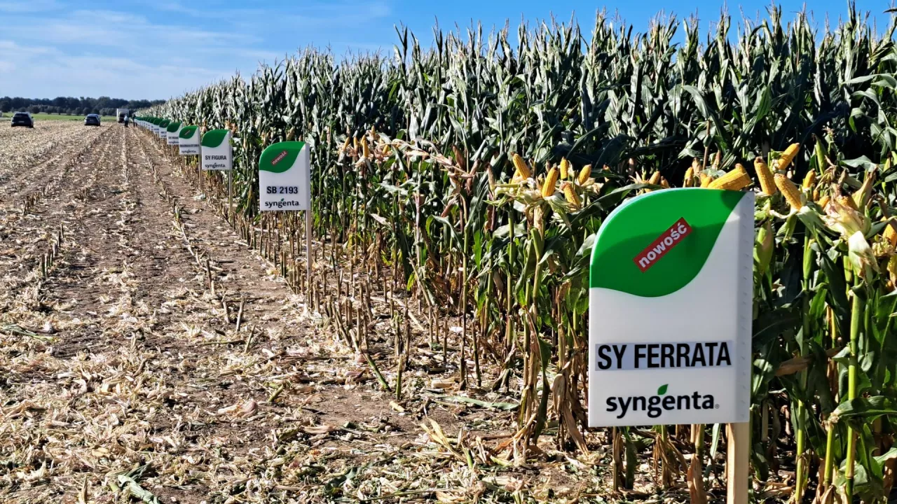 Dni Pola Kłecko Syngenta