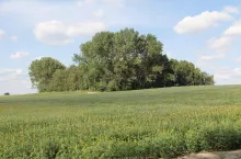 zagajnik śródpolny, zadrzewienia