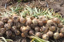 cebula, uprawa cebuli, rynek cebuli, import cebuli