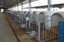 budki dla cieląt, igloo