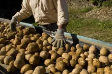 ceny ziemniaków, UOKiK