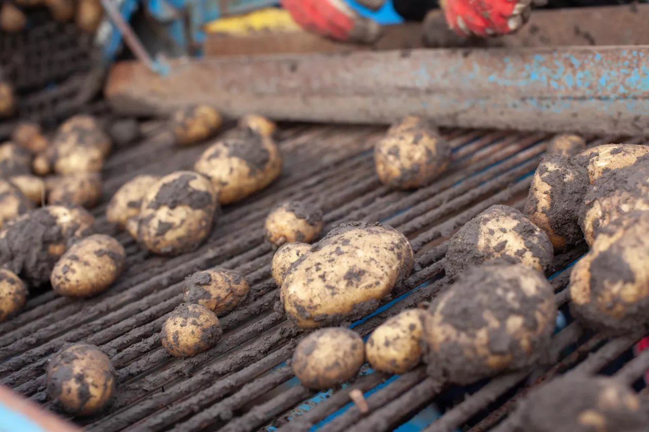 Zbiór mokrych bulw ziemniaka