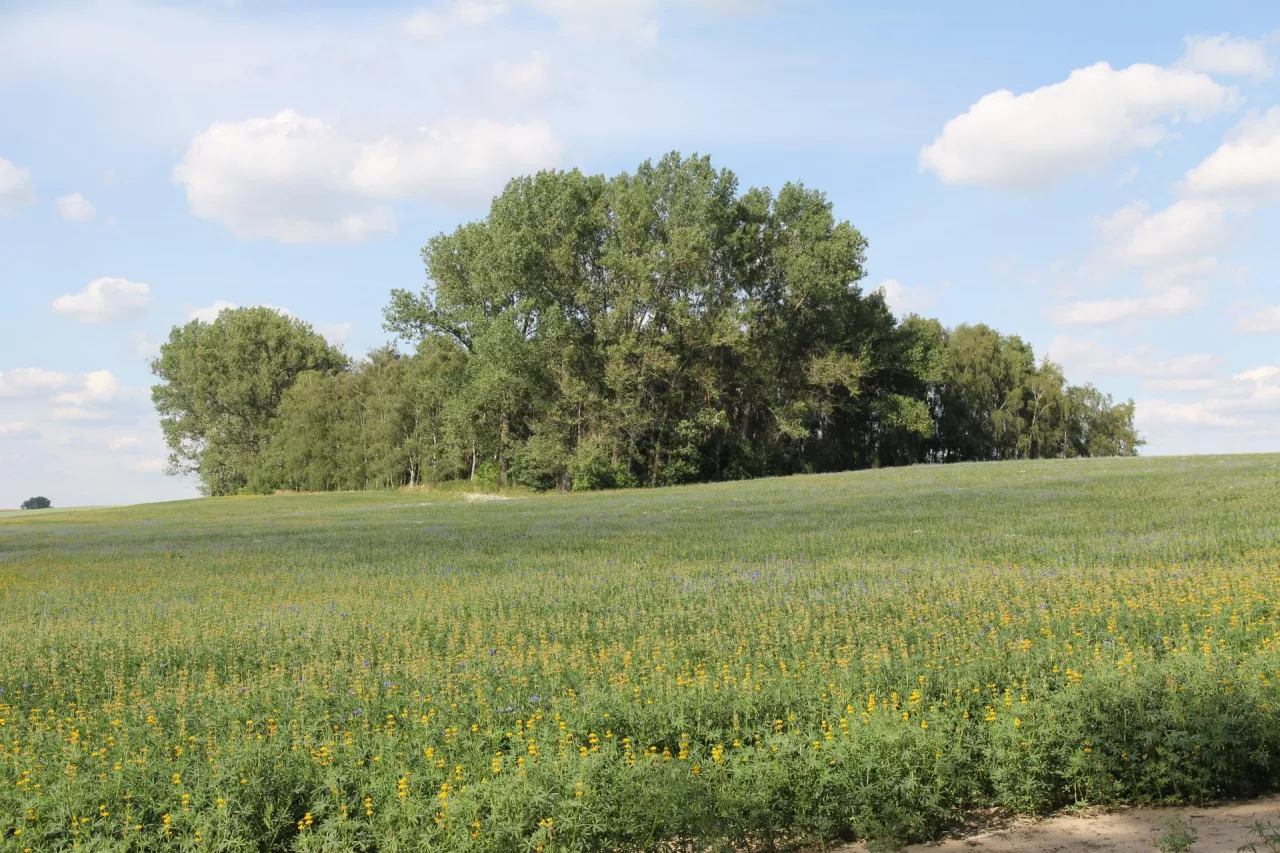 zagajnik śródpolny, zadrzewienia