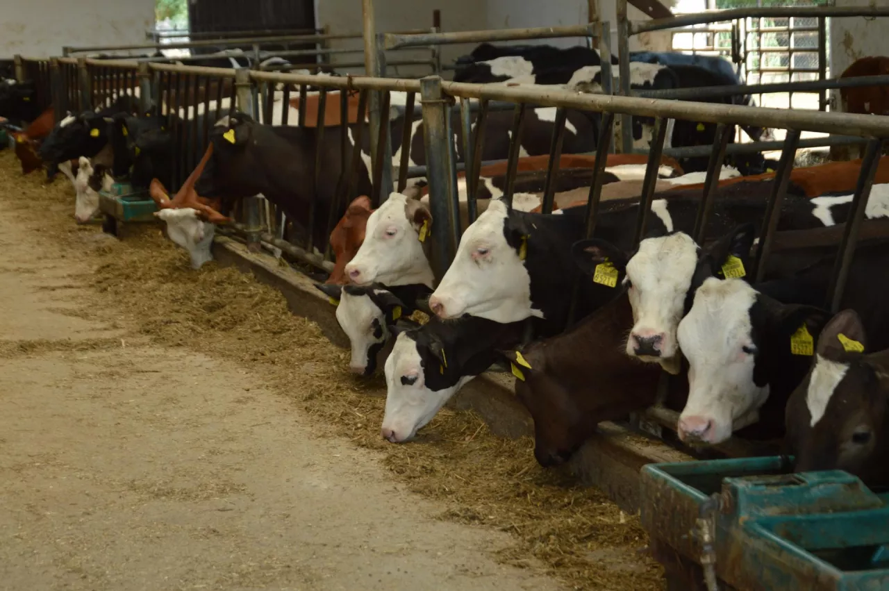 wolce i jałówki, Tomasz Rasiński