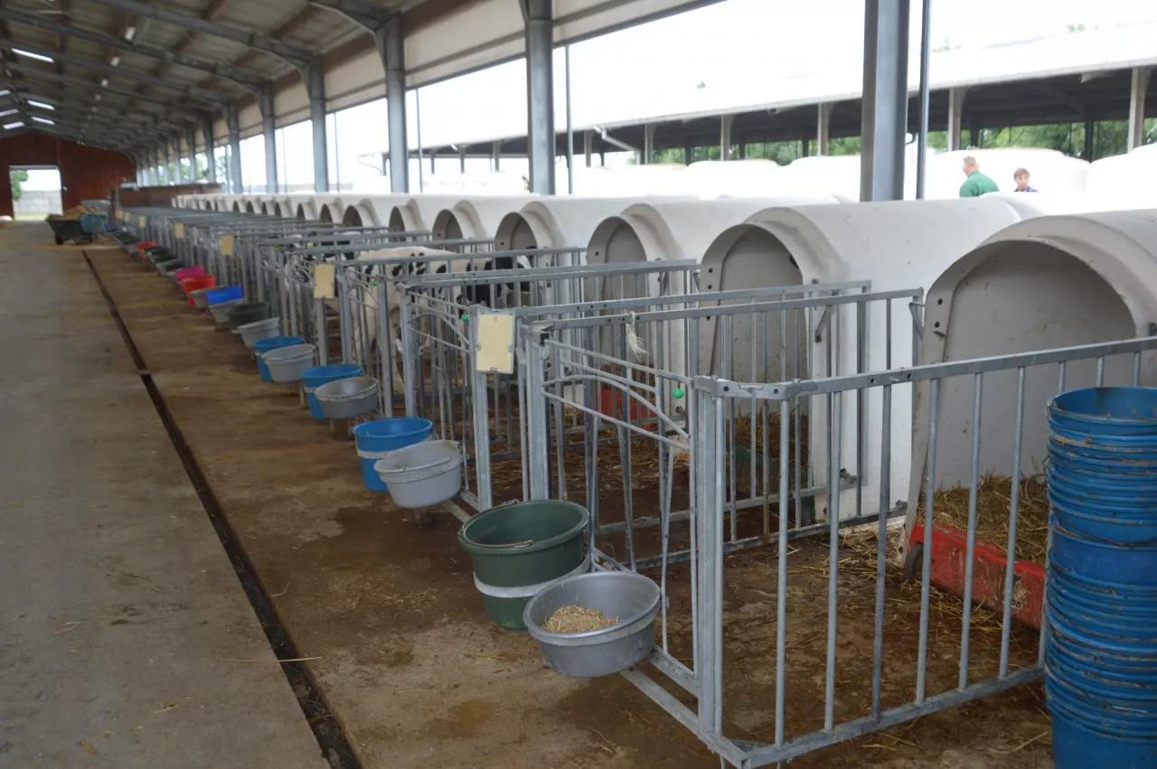 budki dla cieląt, igloo