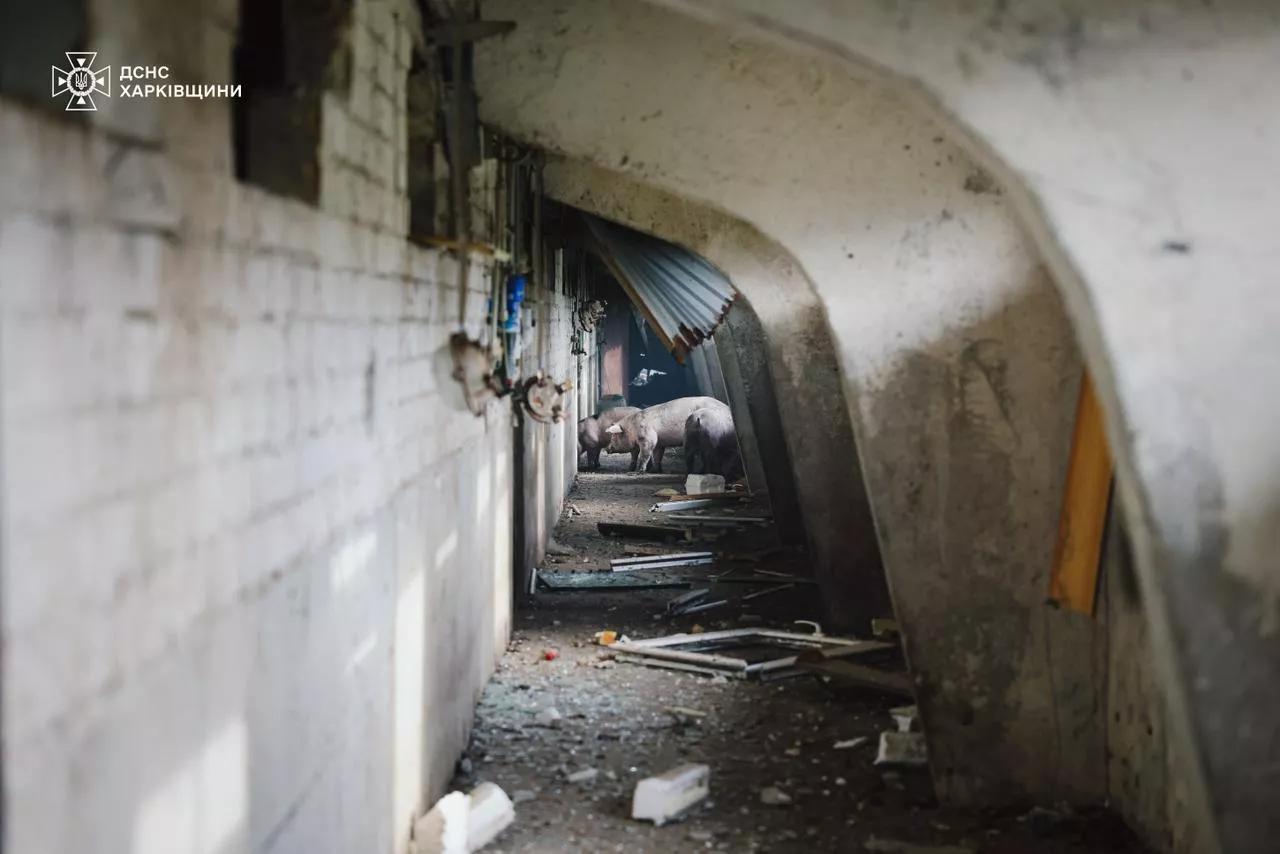 Skutki ataku dronów na ukraińską farmę świń