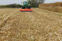 omacnica, żniwa kukurydzy, pole po kukurydzy, ściernisko