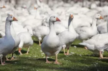 Stado gęsi na łące