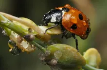 biologiczne środki ochrony roślin