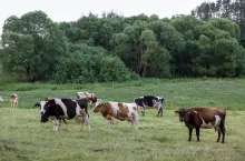 bydło mleczne na pastwisku