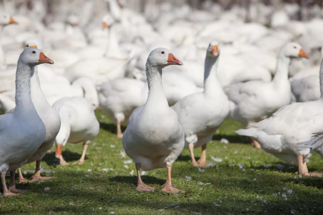 Stado gęsi na łące