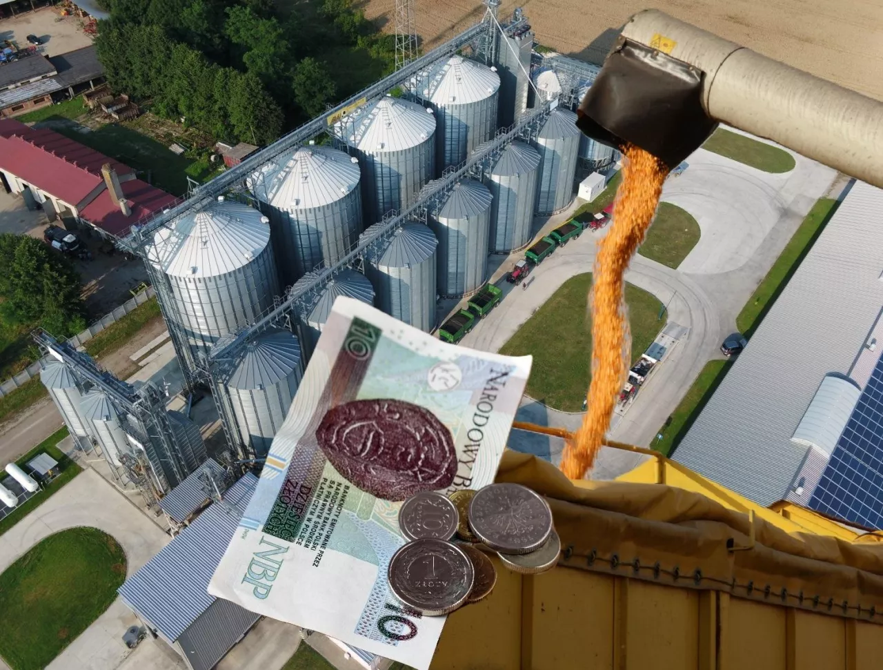 Ceny skupu kukurydzy oferowane rolnikom mogą być znacznie niższe od tego, co było w ubiegłym roku