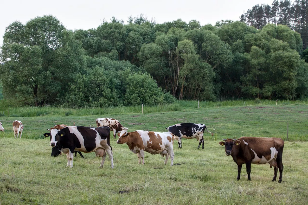 bydło mleczne na pastwisku