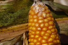kukurydza fuzarioza
