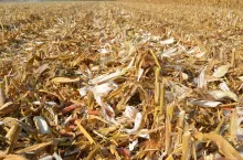 słoma kukurydziana, ściernisko po kukurydzy