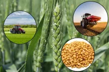 Opłacalność pszenicy ozimej