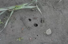 Zdjęcie z lewej otwory i objaw zerowania larw łokasia garbatka