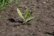 Ostrożeń polny z objawami fitotoksyczności herbicydu glifosatu