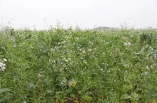 Międzyplon w skład którego wchodzi wyka jara, bobik, facelia, len, i rzodkiew.