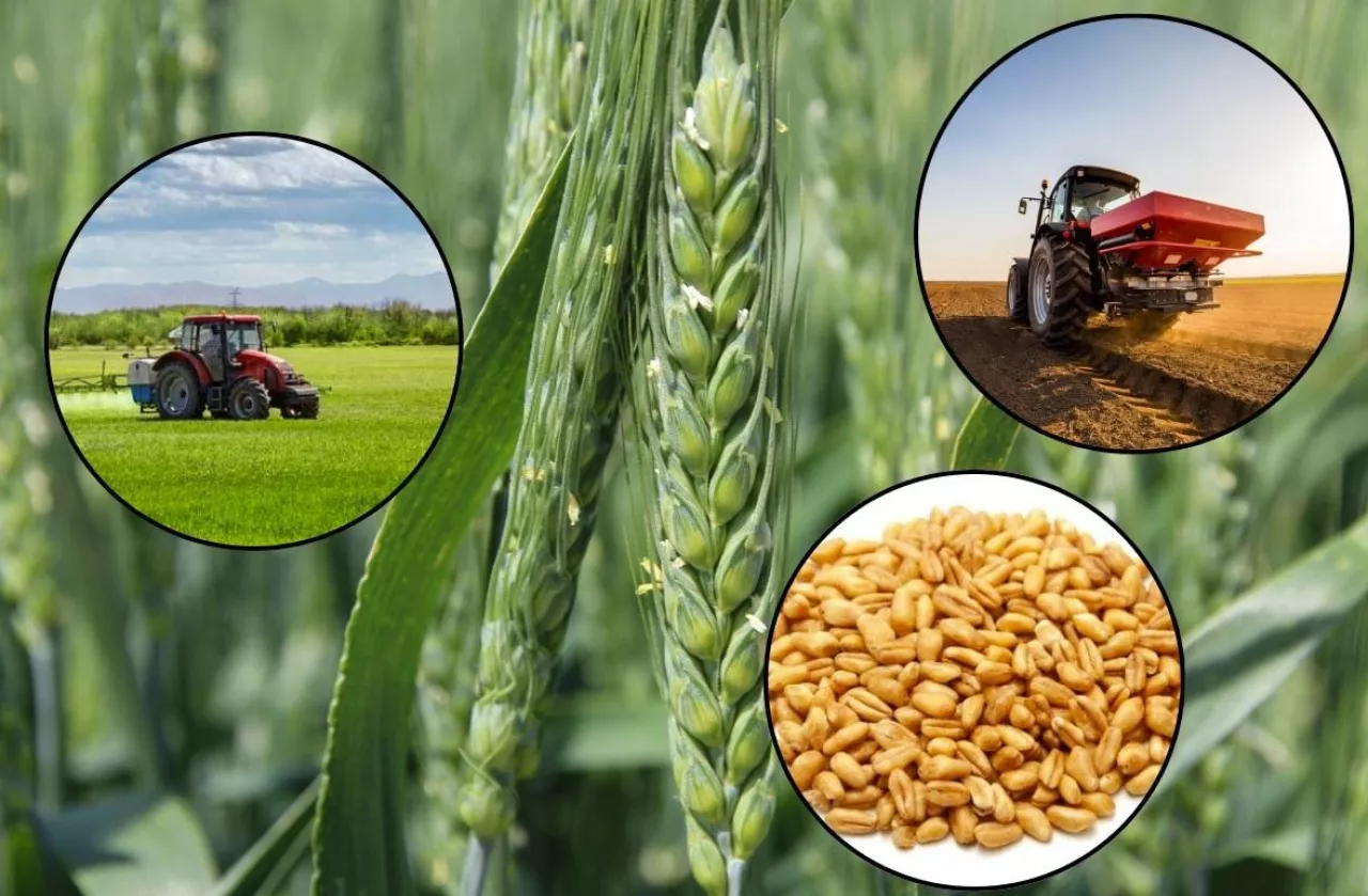 Opłacalność pszenicy ozimej