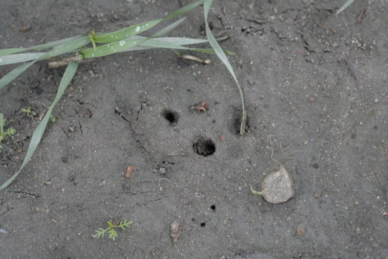 Zdjęcie z lewej otwory i objaw zerowania larw łokasia garbatka