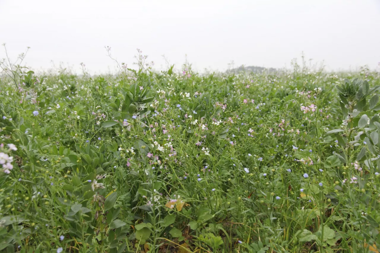 Międzyplon w skład którego wchodzi wyka jara, bobik, facelia, len, i rzodkiew.