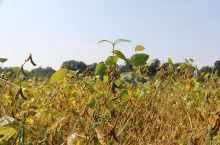 Soja na polu, strąki przed dojrzewaniem