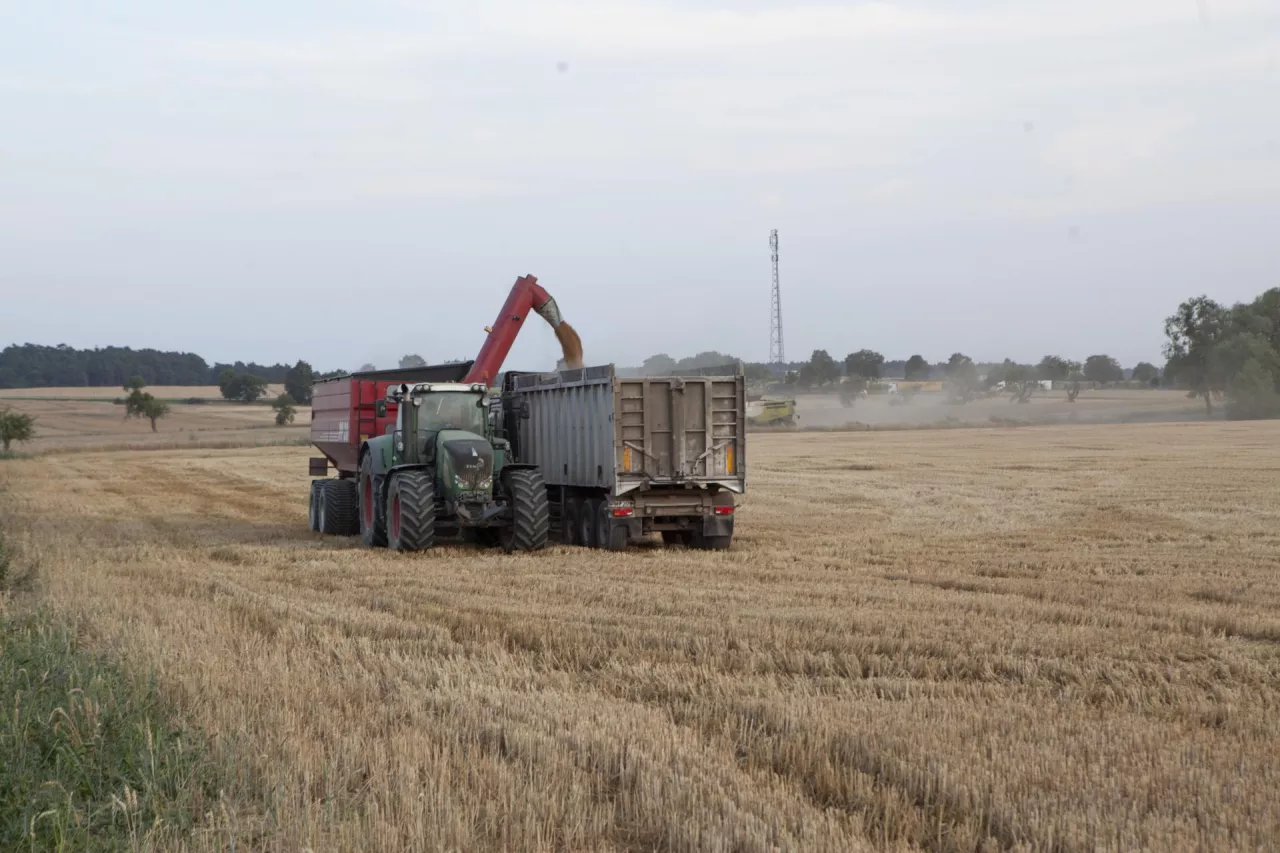 Kombajn zsypujący zebrane zboże do przyczepy na polu podczas żniw.