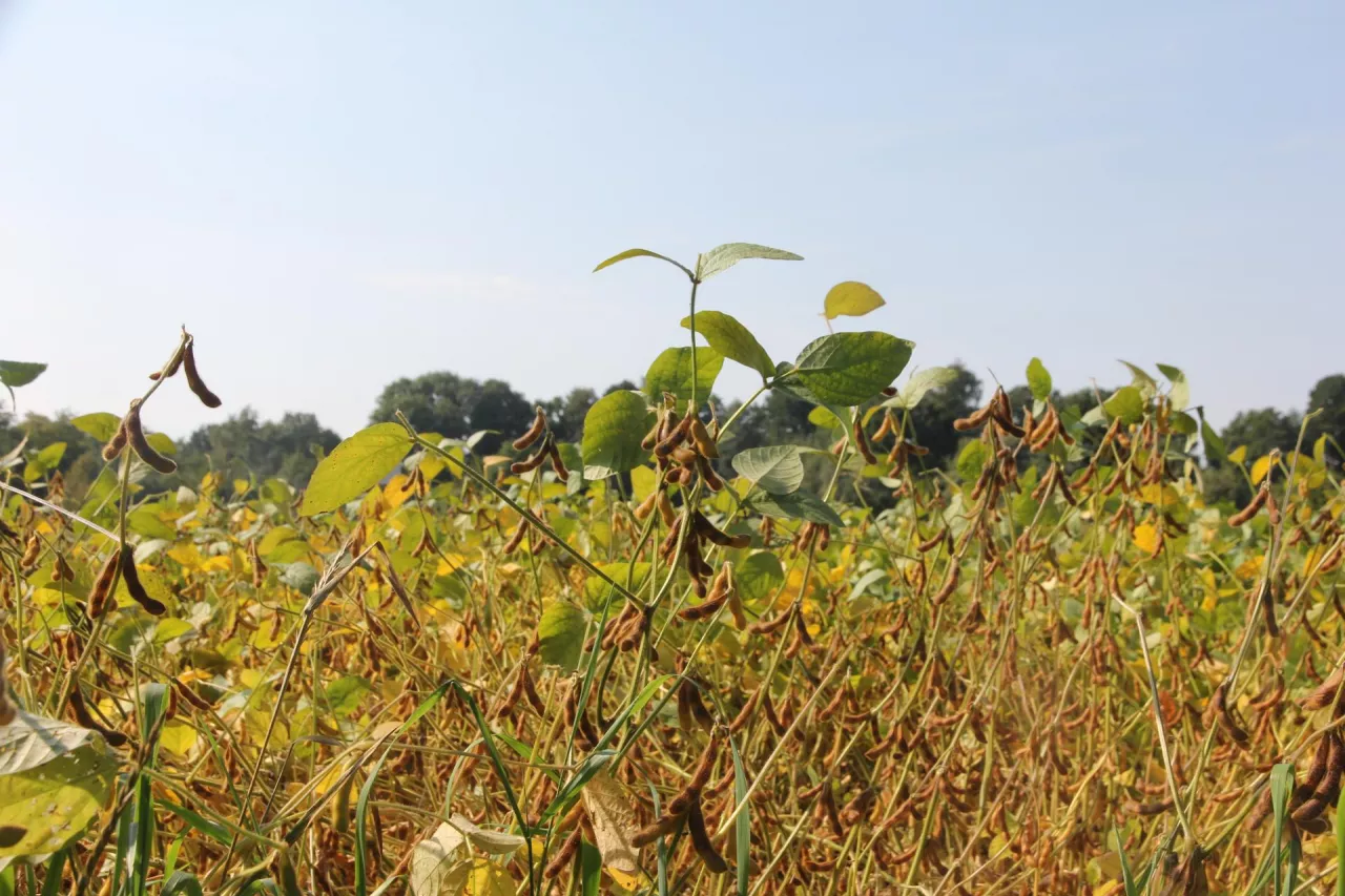 Soja na polu, strąki przed dojrzewaniem