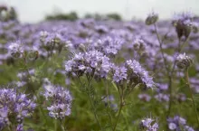 facelia, międzyplon ozimy, plon główny