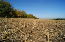 ściernisko po kukurydzy duża ilość resztek pożniwnych