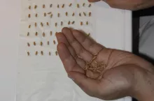 Próba kiełkowania wykładanie ziarna 