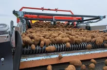 ziemniaki, bakterioza, PIORiN