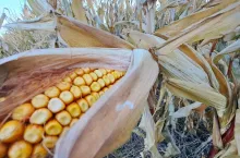 kolba kukurydzy, pole kukurydzy, kukurydza ziarnowa