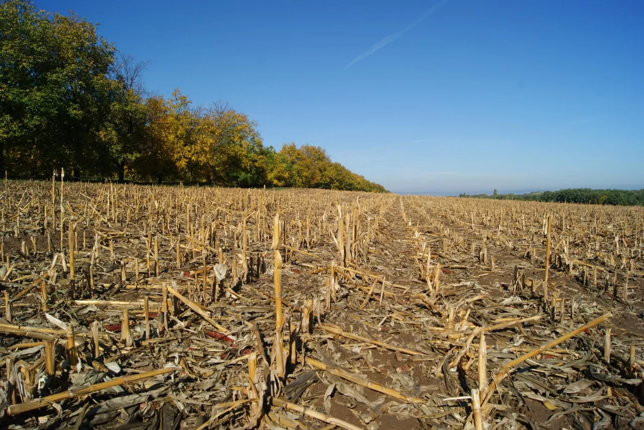 ściernisko po kukurydzy duża ilość resztek pożniwnych