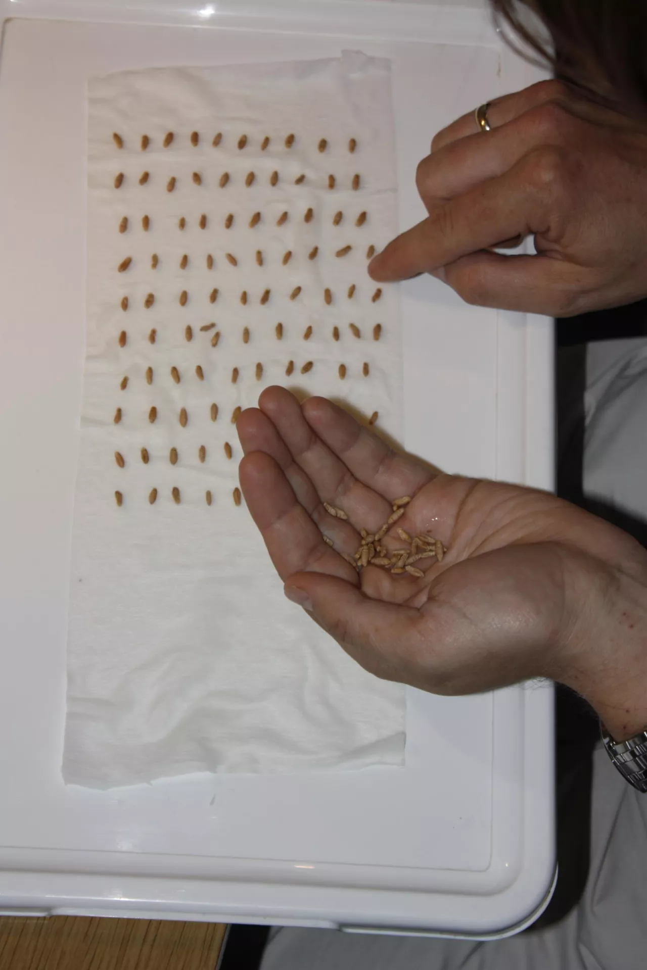 Próba kiełkowania wykładanie ziarna 