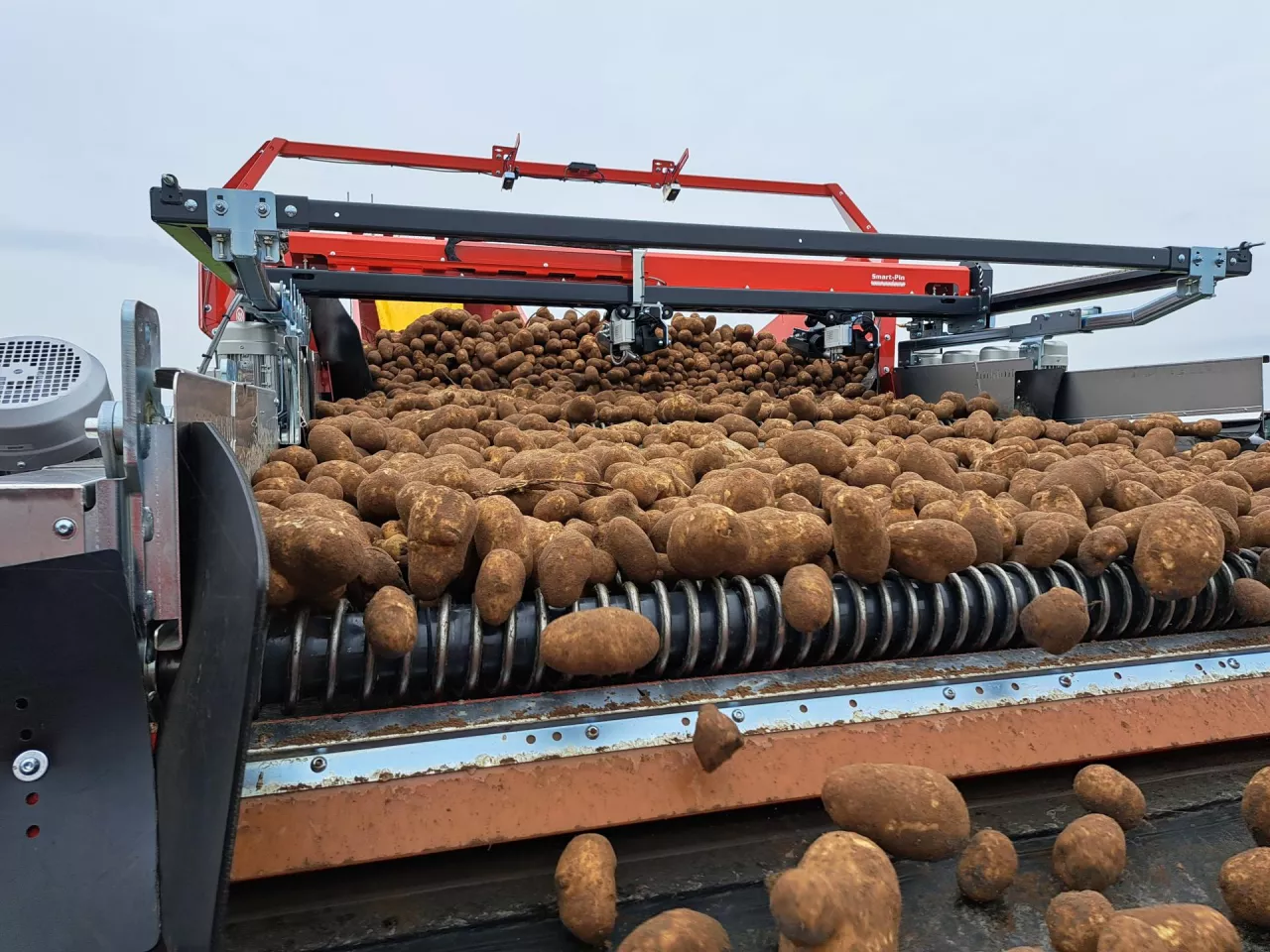 ziemniaki, bakterioza, PIORiN