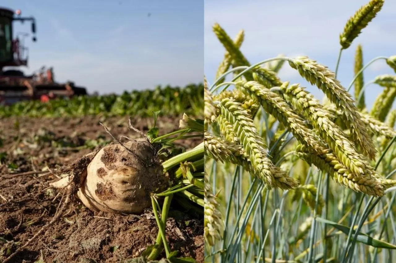 Plan nawożenia buraka i pszenicy