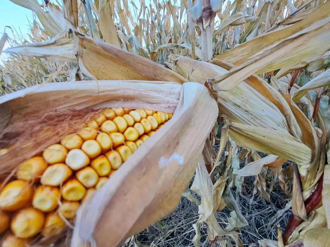 kolba kukurydzy, pole kukurydzy, kukurydza ziarnowa