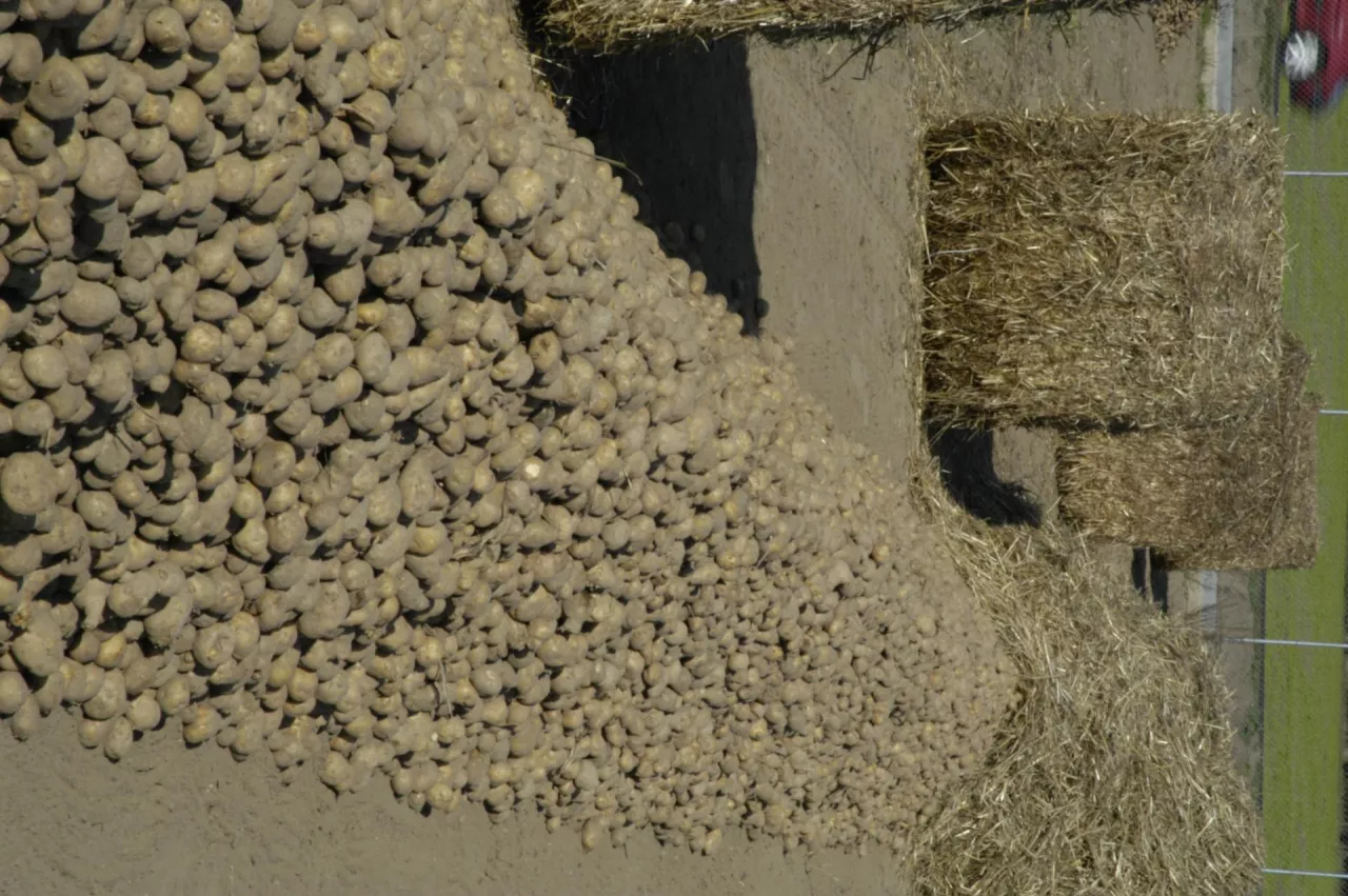 Kopiec z ziemniakami